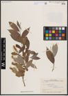 Foto von Salix excelsa S. G. Gmel.